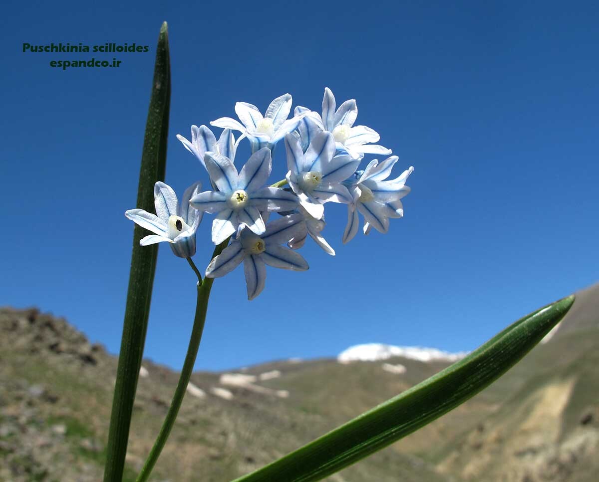  بذر نجم آبی سان 